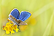 Himmelblau und goldgelb