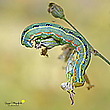 Graue Moderholzeule (Xylena exsoleta)