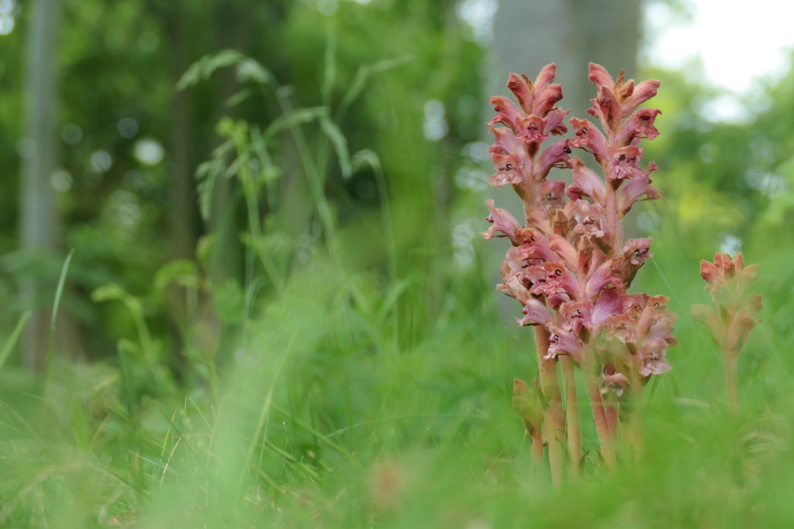 Orobanche