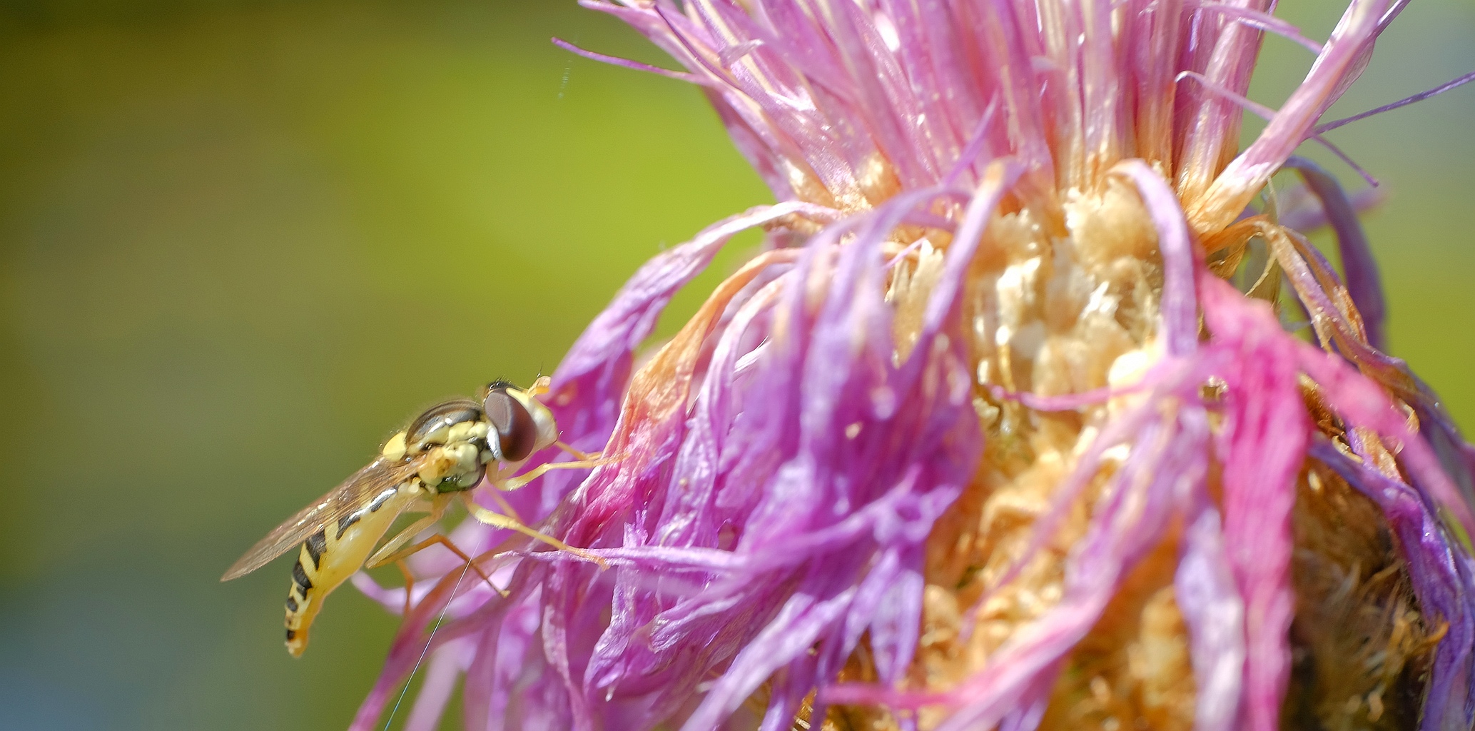 Schwebfliege