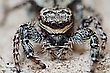Springspinne (Portrait)