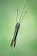 Libellen-Schmetterlingshaft (Libelloides coccajus)