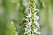 Wildbiene