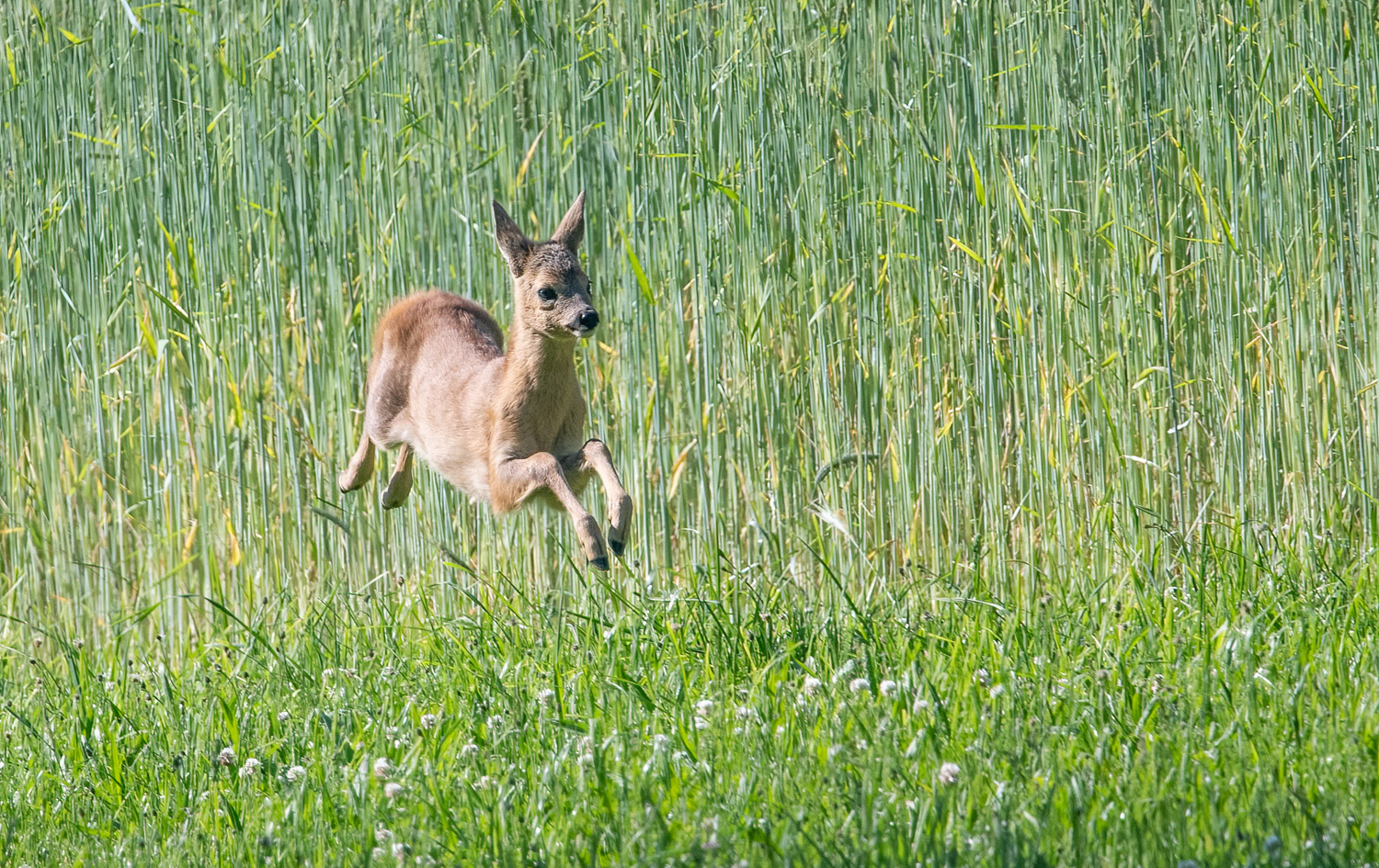 Rehkitz voller Freude