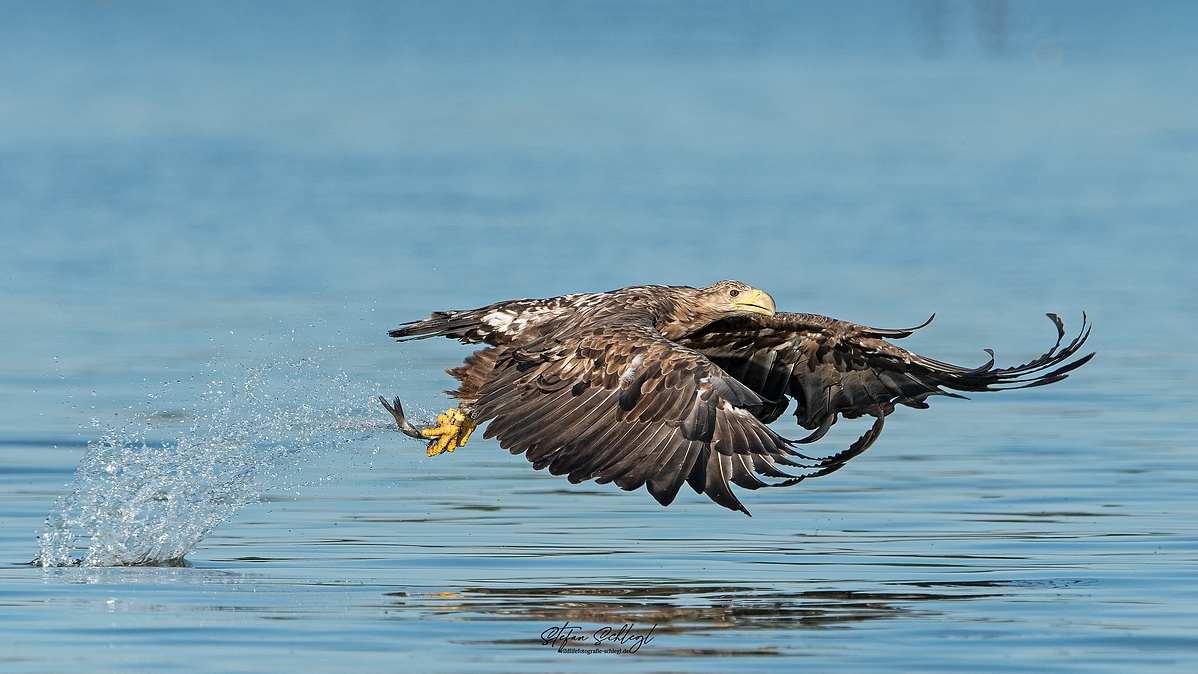 Seeadler macht Beute