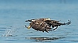 Seeadler macht Beute