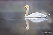 Spiegelbild
