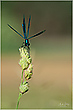 Gebänderte Prachtlibelle  (Calopteryx splendens)
