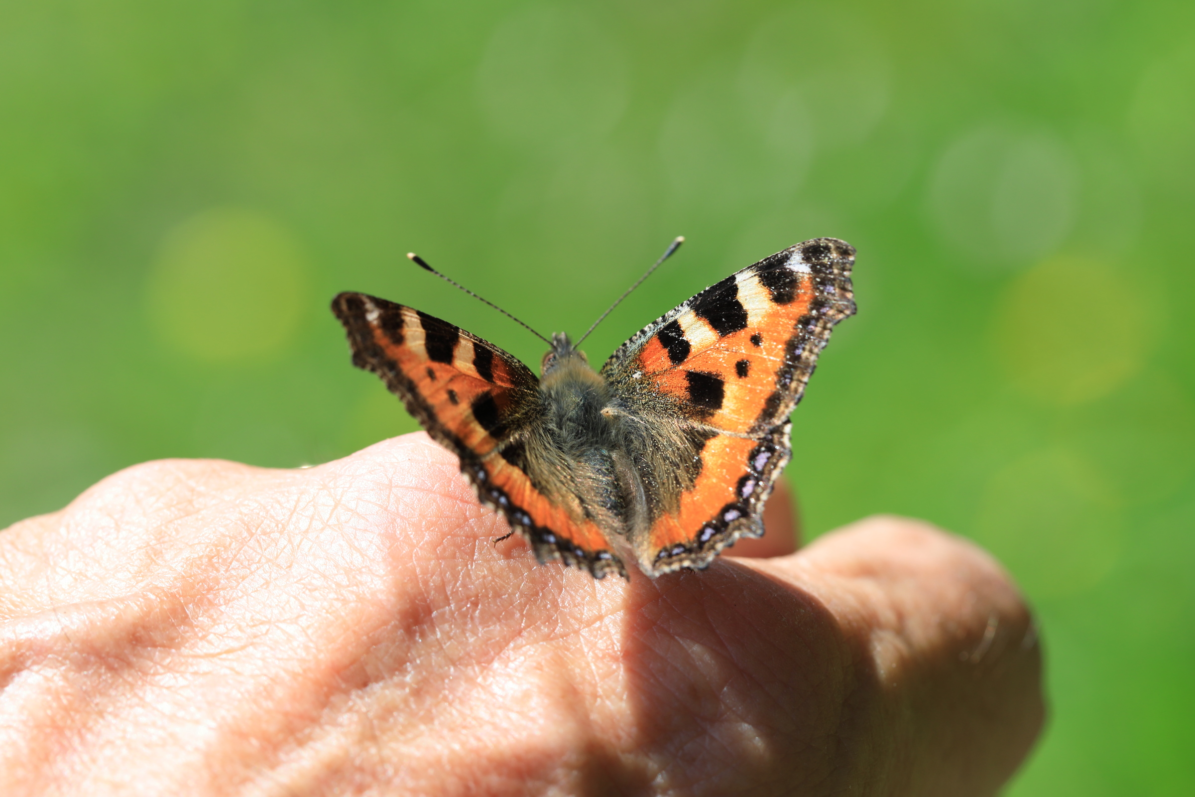 Unerwarteter Besuch