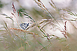 Im Grasfalter-Habitat