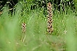 Sommerwurz