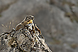 Müder Wächter