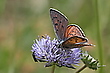 Violetter Feuerfalter