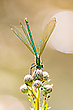 Prachtlibelle