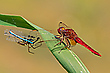 Feuerlibelle