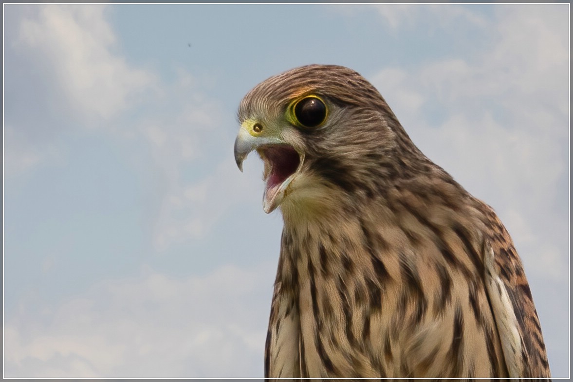 Turmfalke - Jungtier