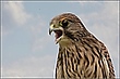Turmfalke - Jungtier