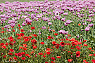 Farbkontrast beim Mohn