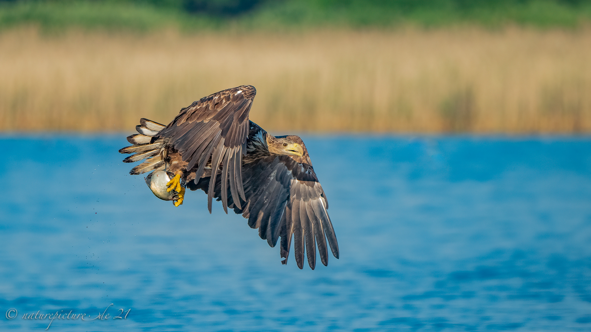 Seeadler mit Beute