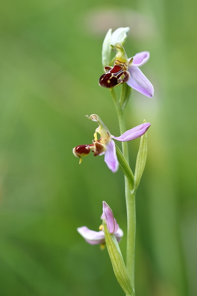 Bienenragwurz