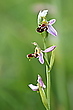 Bienenragwurz