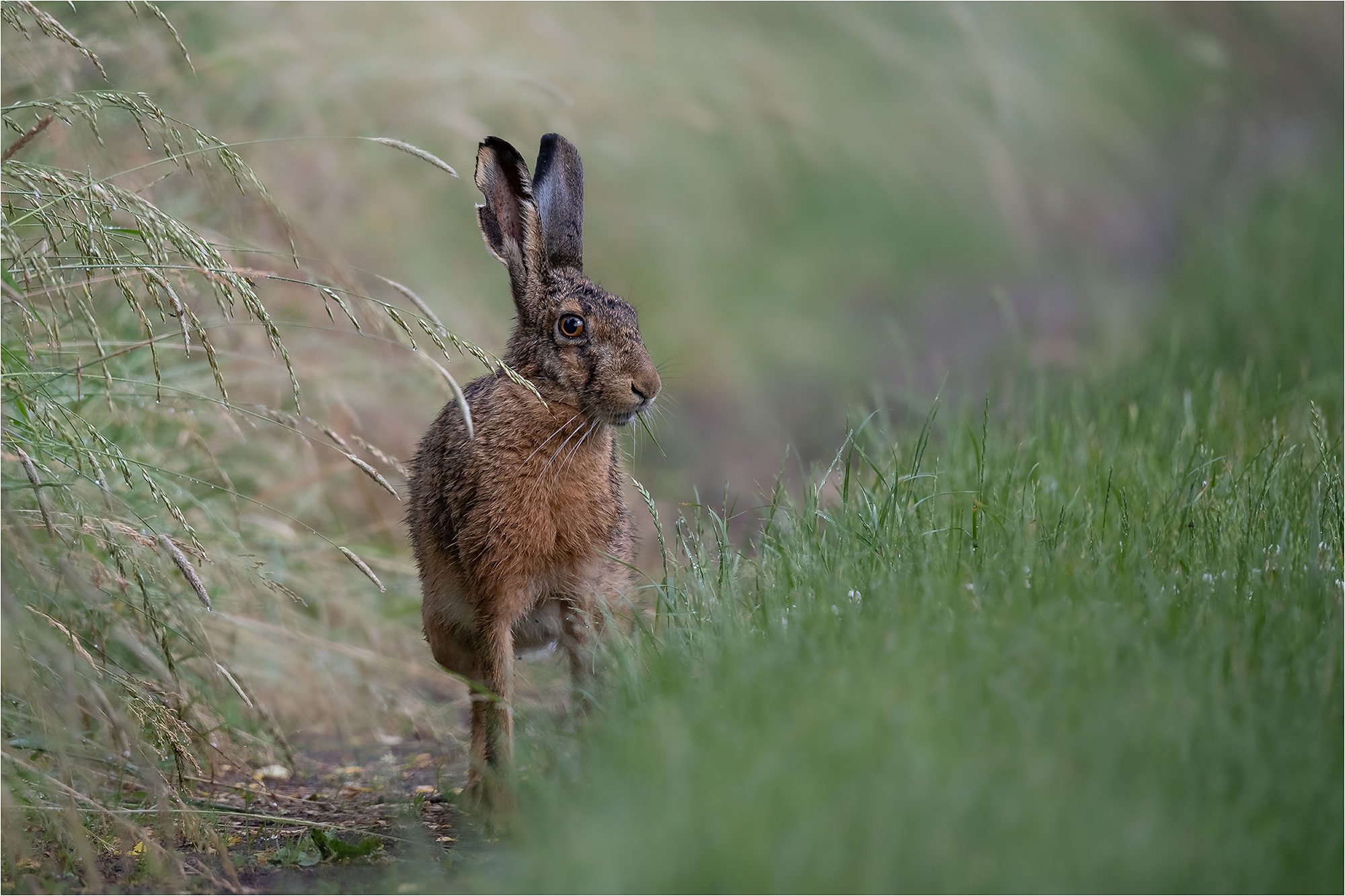 Hase