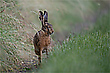 Hase