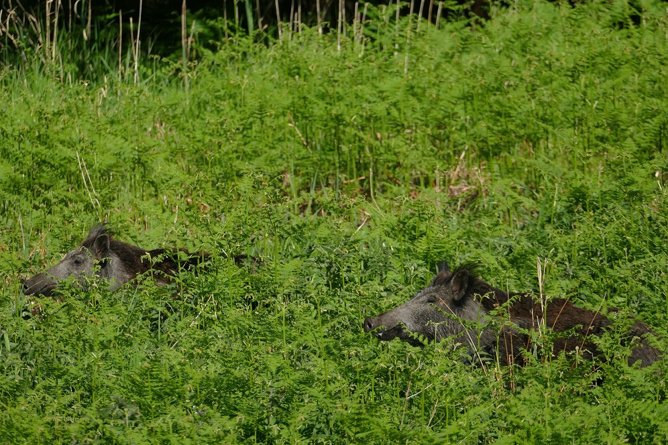 Grinsende Wildschweine
