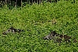 Grinsende Wildschweine