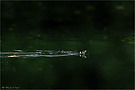 Ringelnatter (Natrix natrix)