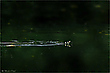 Ringelnatter (Natrix natrix)