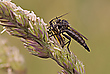 Raubfliege