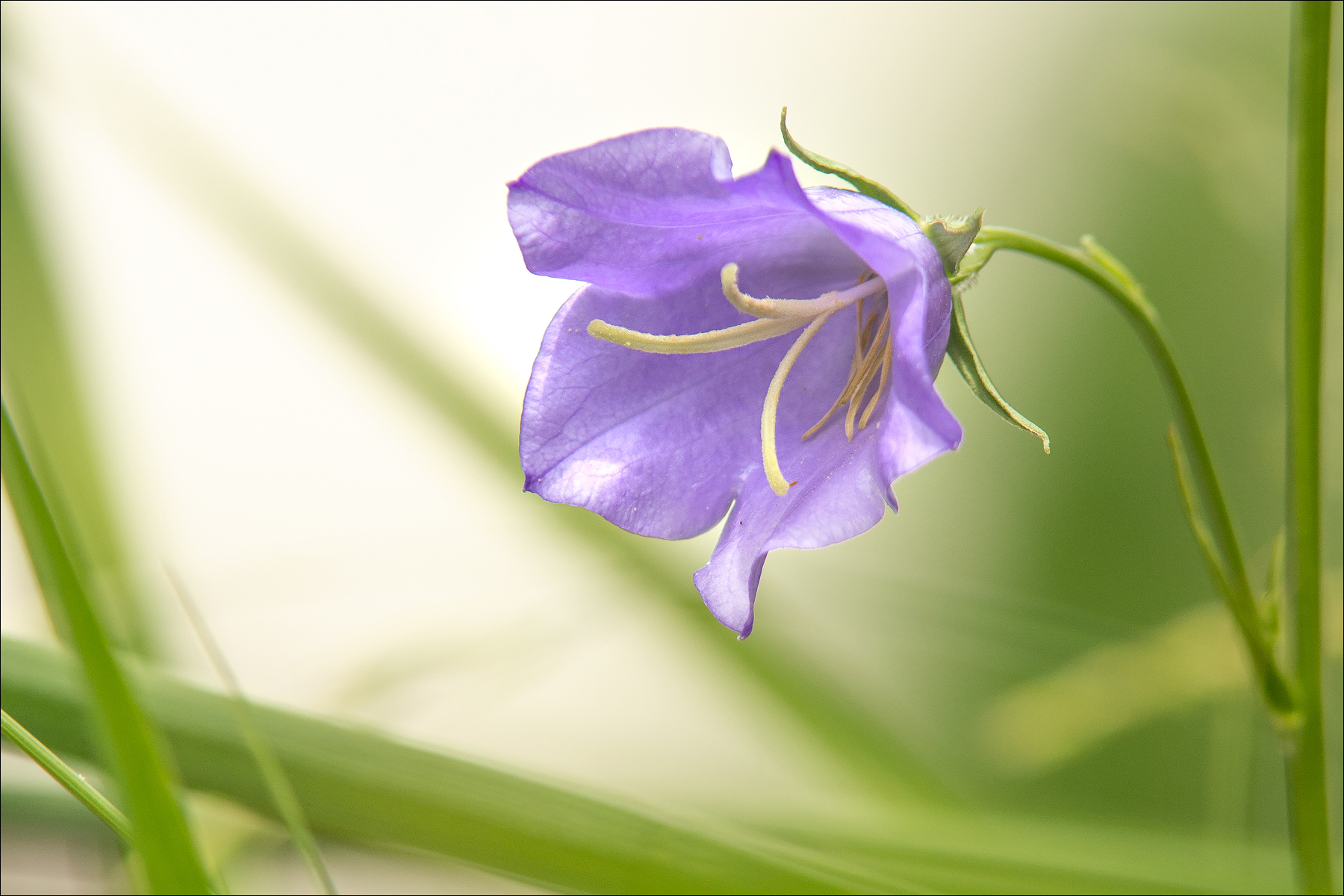 Pfirsichblättrige Glockenblume II