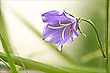 Pfirsichblättrige Glockenblume II