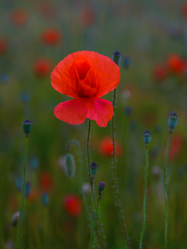 mal einmal ein Mohn