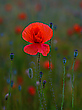 mal einmal ein Mohn