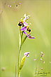 Bienen-Ragwurz