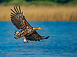 Fast adulter Seeadler