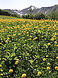 Trollblumenwiese