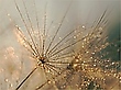 Goldperlen
