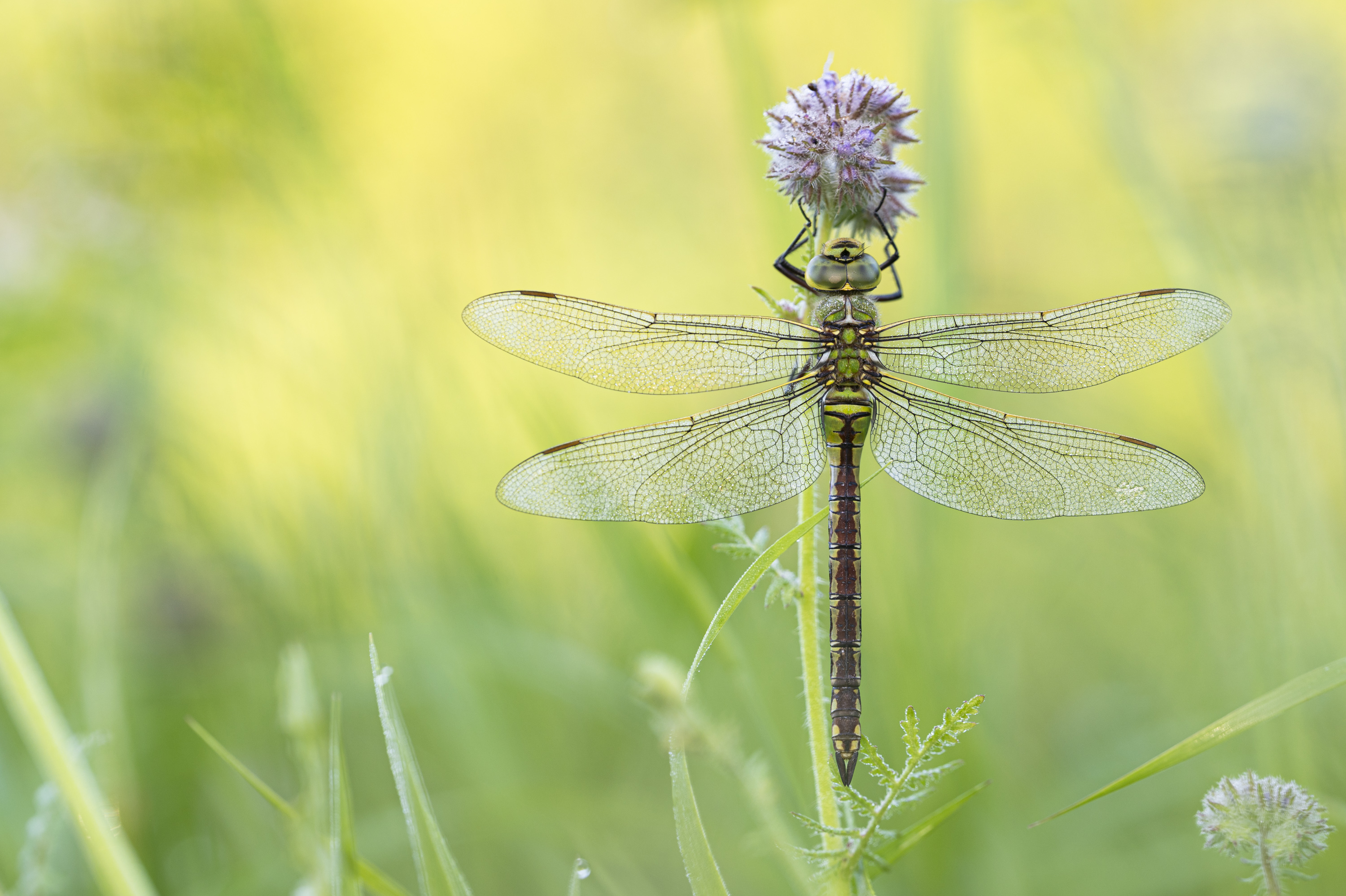 ___in der Wiese___