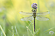 ___in der Wiese___