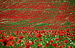 *Mohnblumenfeld*