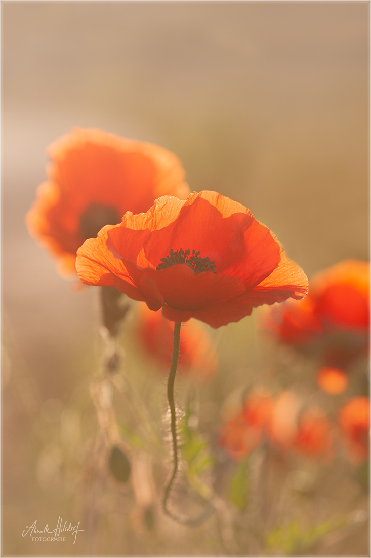 Mohn am Morgen