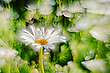 Sommerwiese