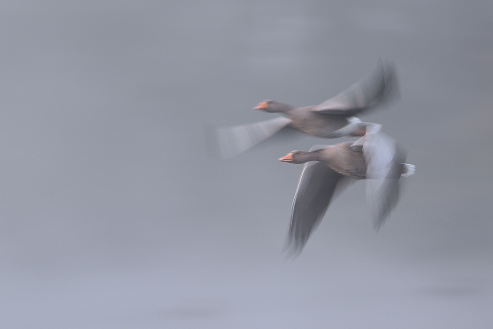 ein älterer Gänsewischer