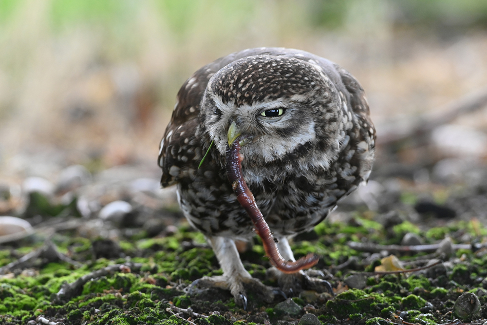 Der Bodenjäger