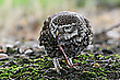 Der Bodenjäger