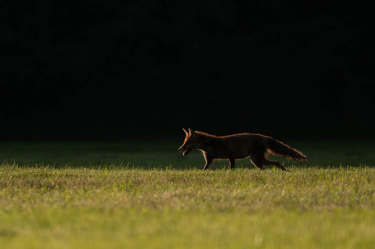 Firefox