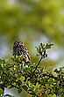 Steinkauz im Birnenbaum